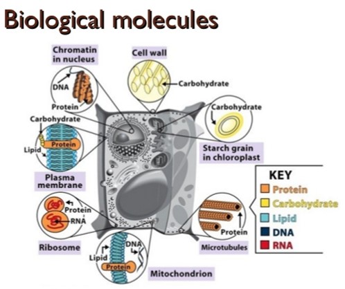 Fundamentals of Biochemistry [BC-1501]
