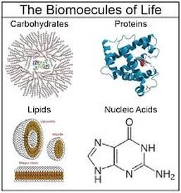 Basic Chemistry of Biomolecules [BT-1501]