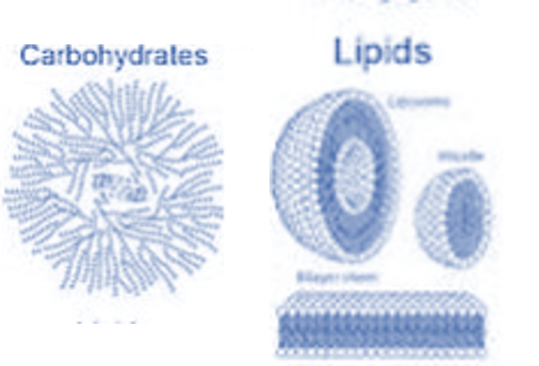 Carbohydrates and Lipids [PBC-1803]