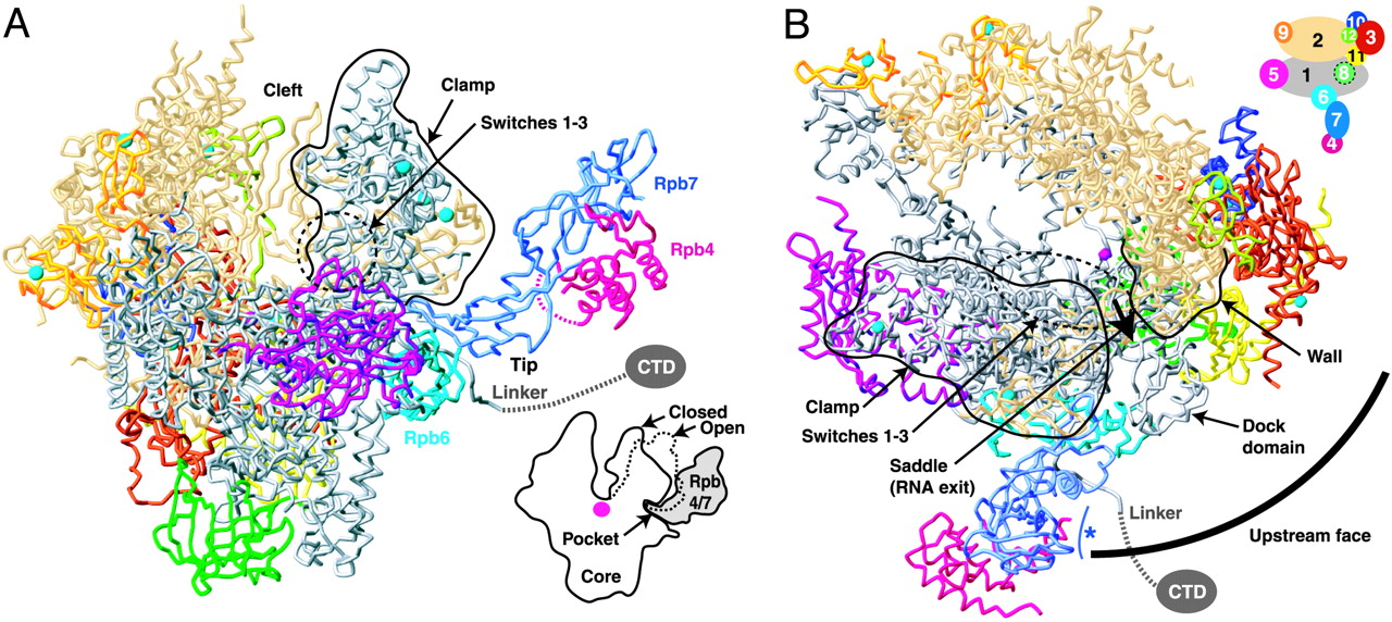 Molecular Biology [PBC-3801]