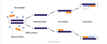 Molecular Biology Techniques [PBC-3805L]