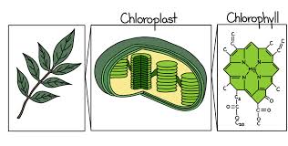 Techniques in Plant Biochemistry [PBC-3806L]